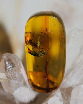 CABUJON AMBAR CON INSECTOS