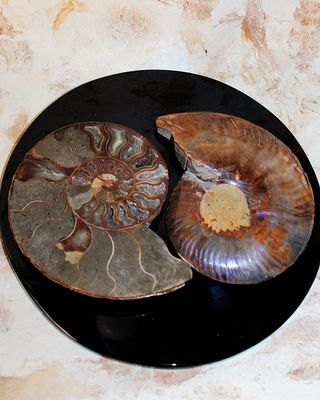 AMONITE FOSIL