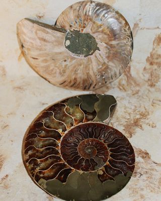 AMONITE FOSIL