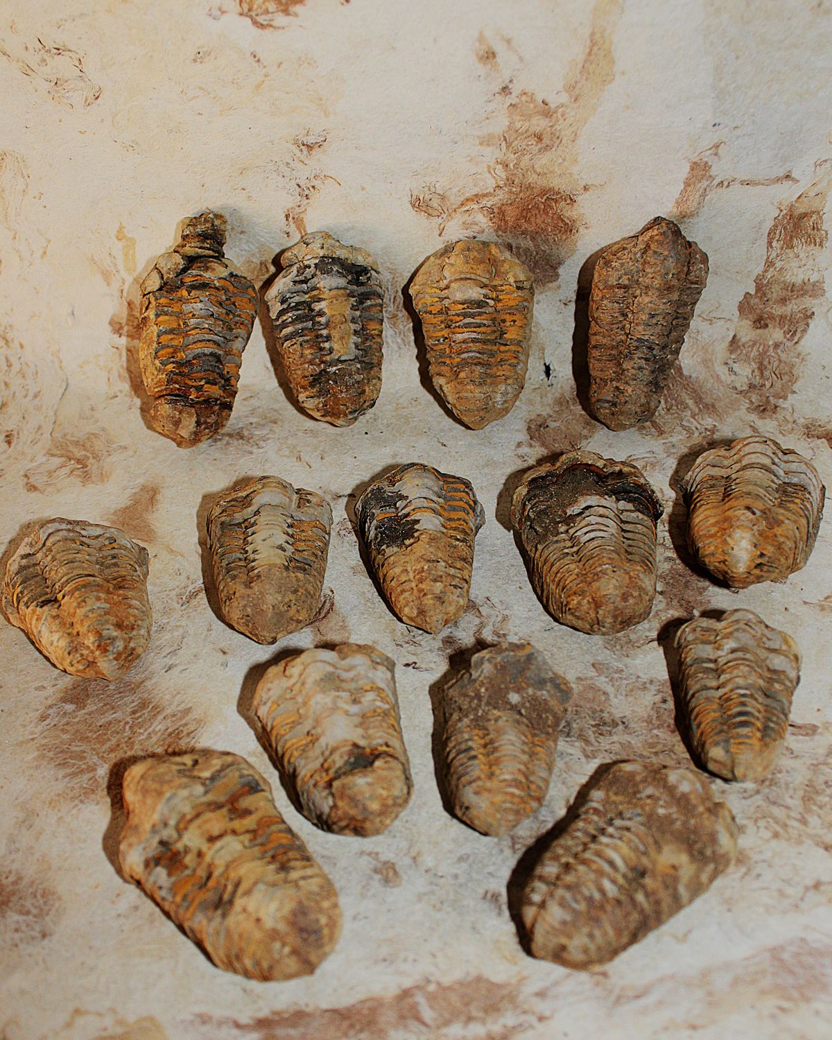 TRILOBITE FOSIL
