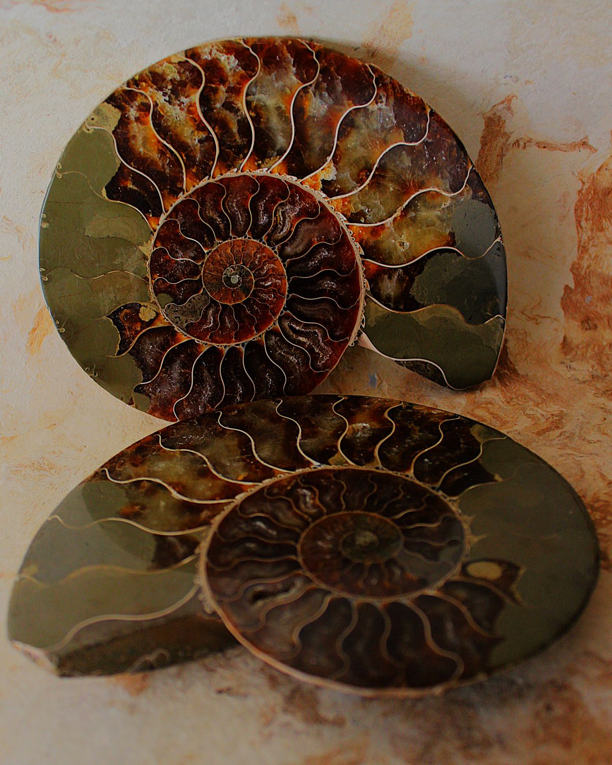 AMONITE FOSIL