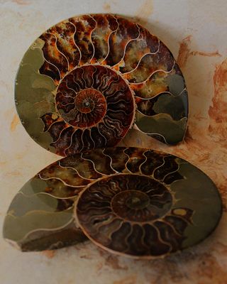 AMONITE FOSIL