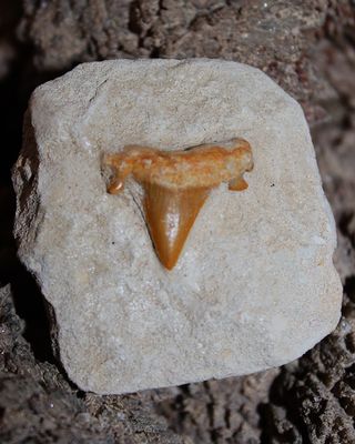 DIENTE DE TIBURON FOSIL