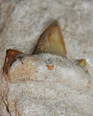 DIENTE DE TIBURON FOSIL