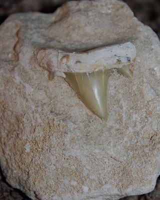 DIENTE DE TIBURON FOSIL