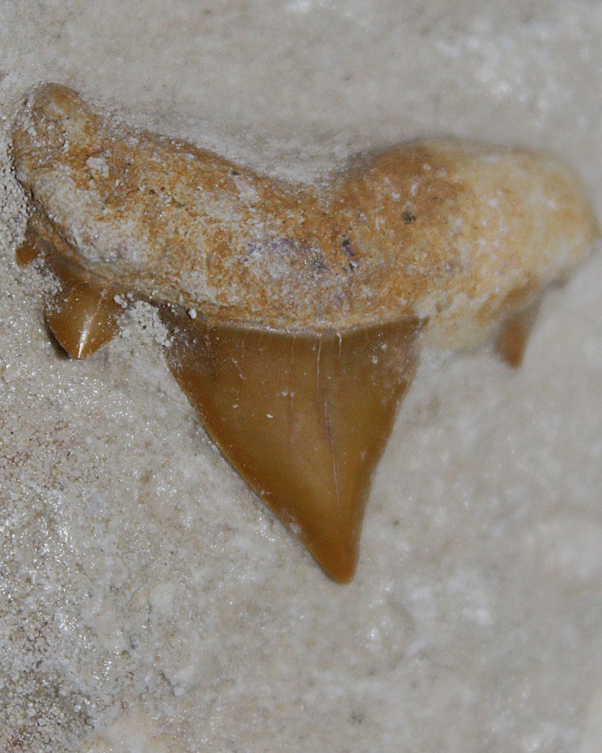 DIENTE DE TIBURON FOSIL