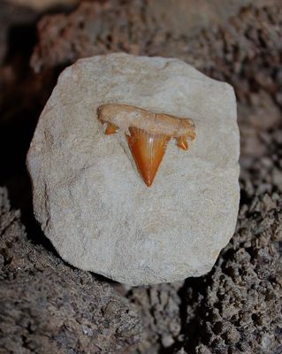 DIENTE DE TIBURON FOSIL