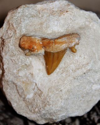 DIENTE DE TIBURON FOSIL