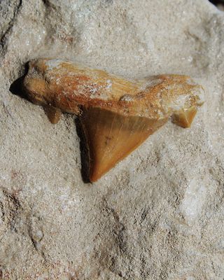 DIENTE DE TIBURON FOSIL