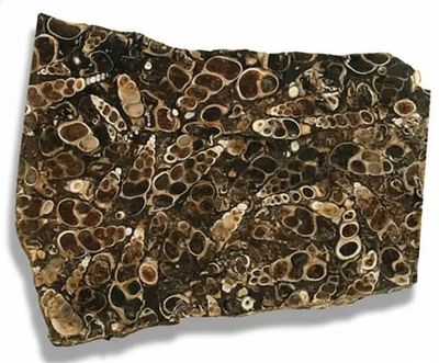 TURRITELA