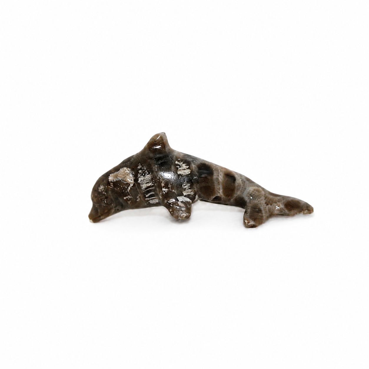 DELFIN CORAL FOSIL