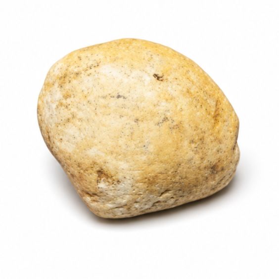ALMEJA FOSIL