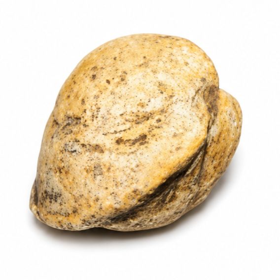 ALMEJA FOSIL