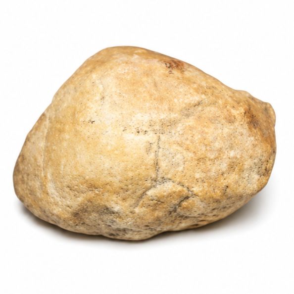 ALMEJA FOSIL