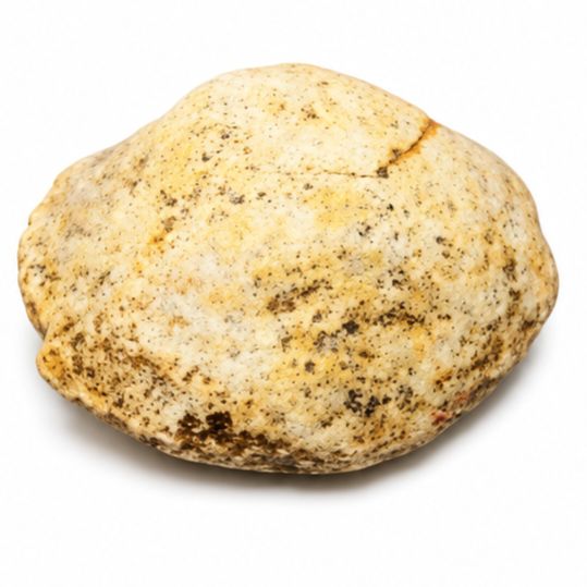 ALMEJA FOSIL