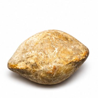 ALMEJA FOSIL