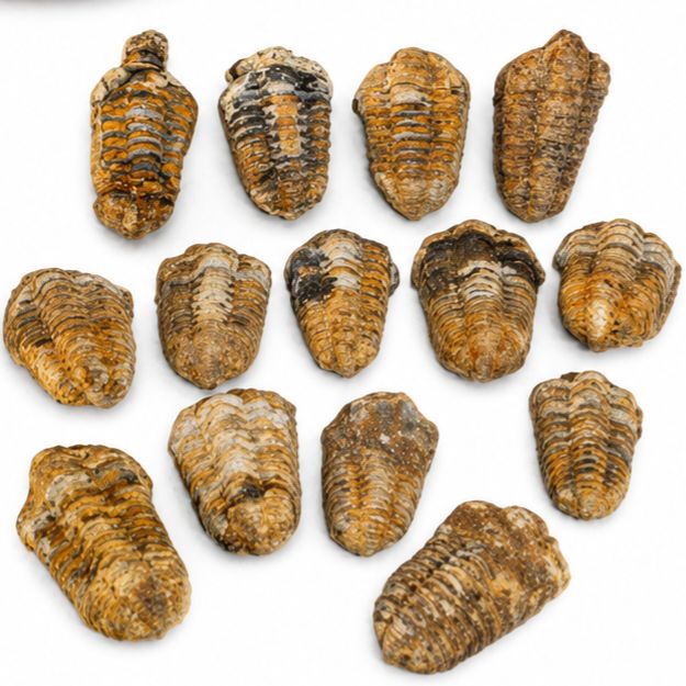 TRILOBITE FOSIL
