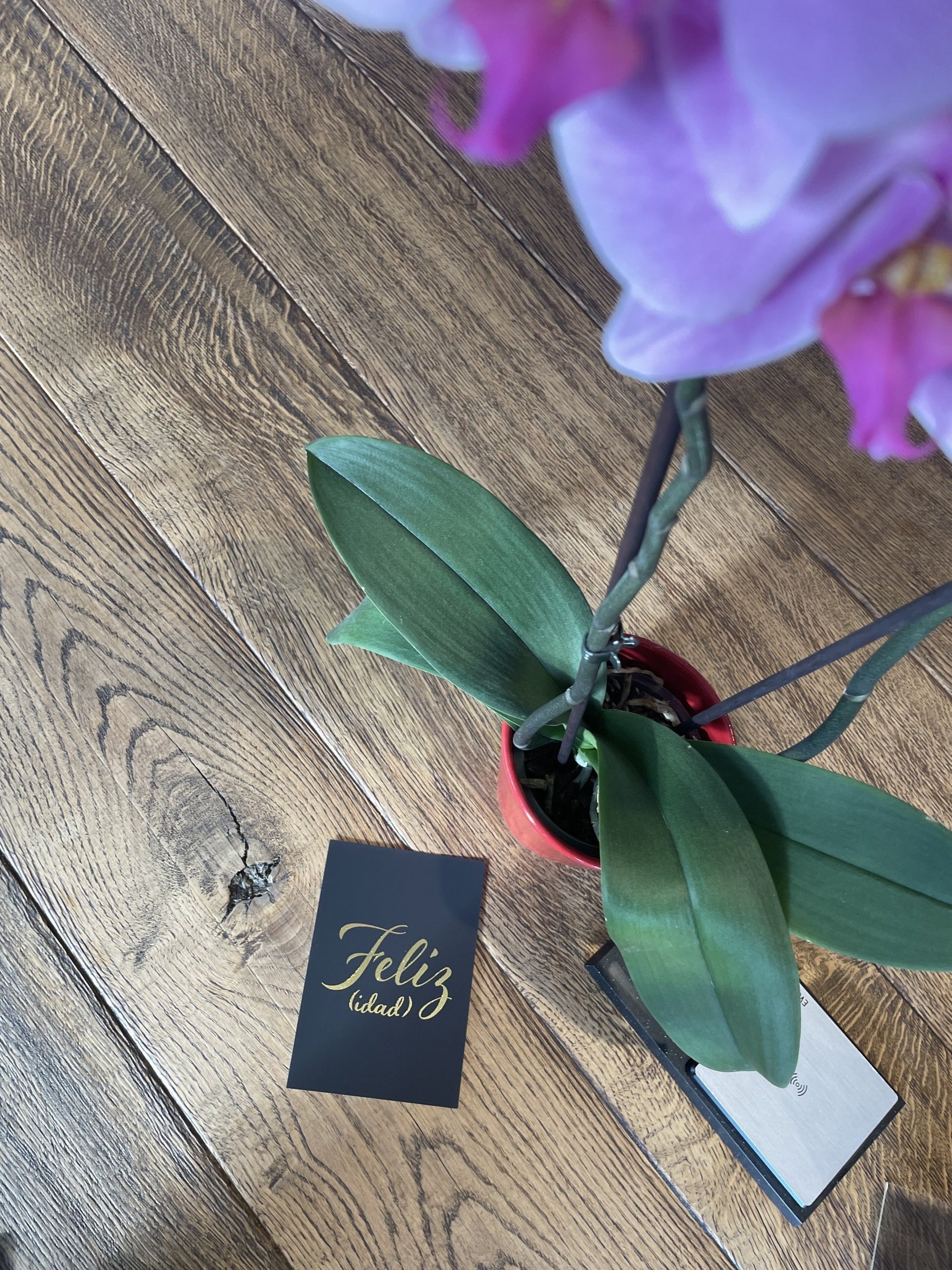 The Molona Christmas Card  