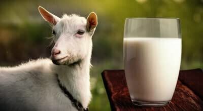 Sandalwood Patchouli Goat's Milk & Oatmeal Soap