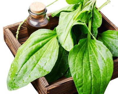 All-Natural Plantain Salve