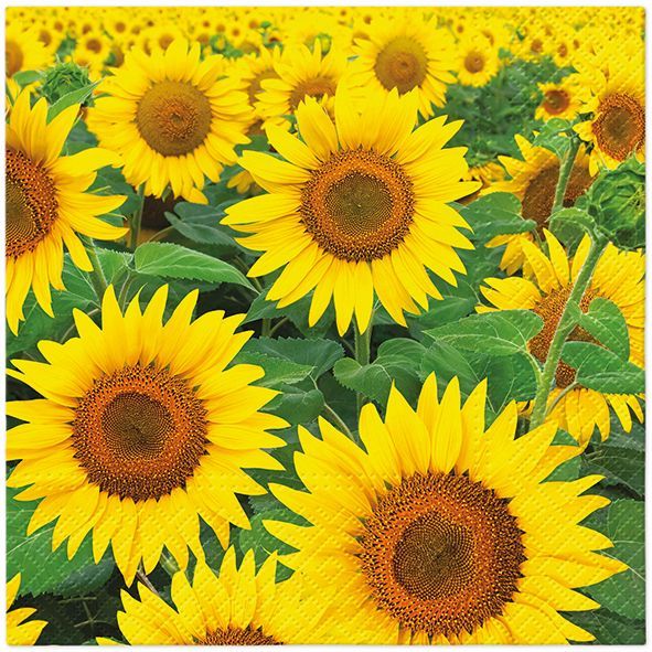 Serviette Sunflowers Field
