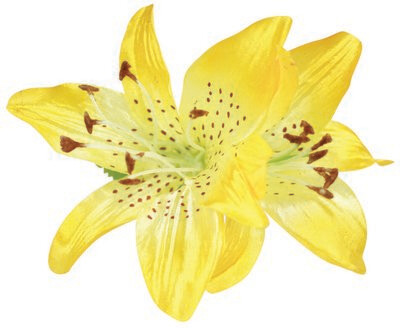 WS Haarblüte Large - Lily, Yellow WS Haarblüte Large - Lily, Yellow