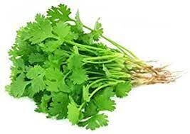 CILANTRO - COENTRO (EA) US