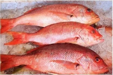 RED SNAPPER - PARGO ROJO (LB)