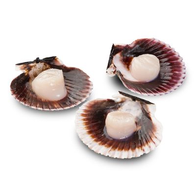 PESCATORE PERUVIAN HALF SHELL SCALLOPS 1.1 LB