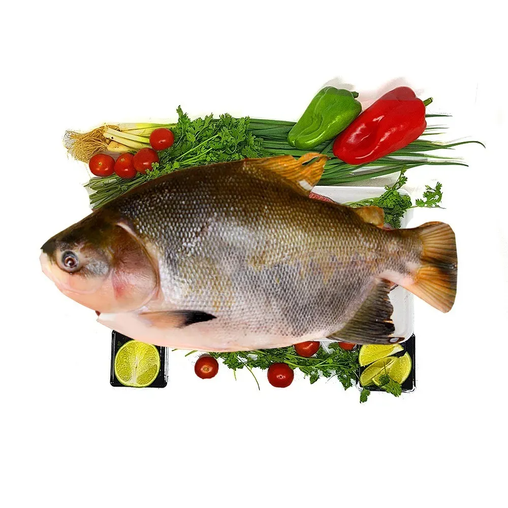 TAMBAQUI INTEIRO - PEIXE BRASILEIRO WHOLE(LB)