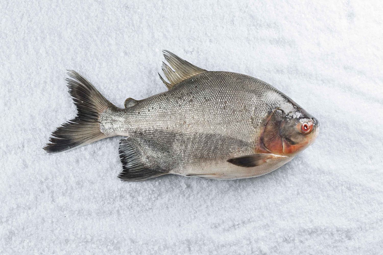 TAMBAQUI PEIXE EM BANDAS BRAZILIAN FISH (LB)