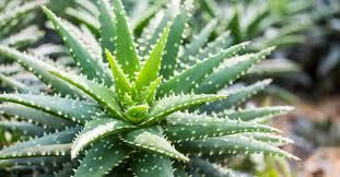 ALOE VERA - BABOSA - SAVILA EN PENCA (EA)