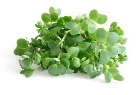 BERRO - AGRIAO - WATERCRESS (EA) US