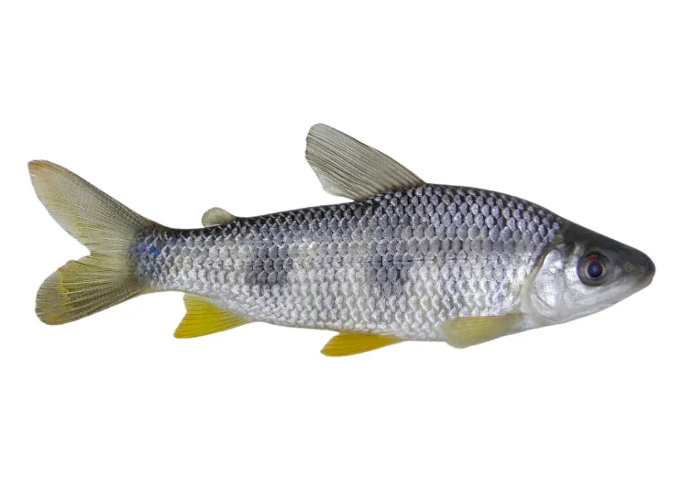 PIAU PEIXE BRASILEIRO BRAZILIAN FISH (LB)