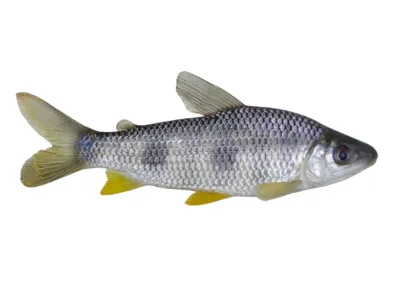 TAMBAQUI PEIXE BR FILET BRAZILIAN FISH (LB)