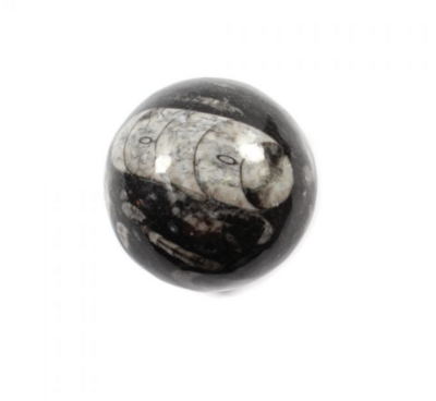 Orthoceras Sphere 50-60mm
