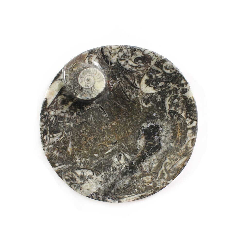 Orthoceras Fossil Goniatite Crystal Sphere Morocco Unblocks Energy Pathways 4&quot;