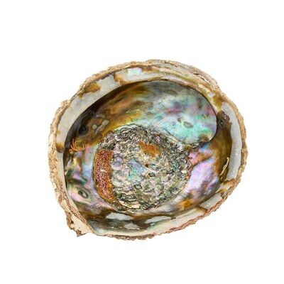 Paula Abalone Shell Haliotis Smudging Large