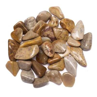 Agatized Coral Natural Stone Tumbled Crystal - Inner Peace - Trauma Therapy 