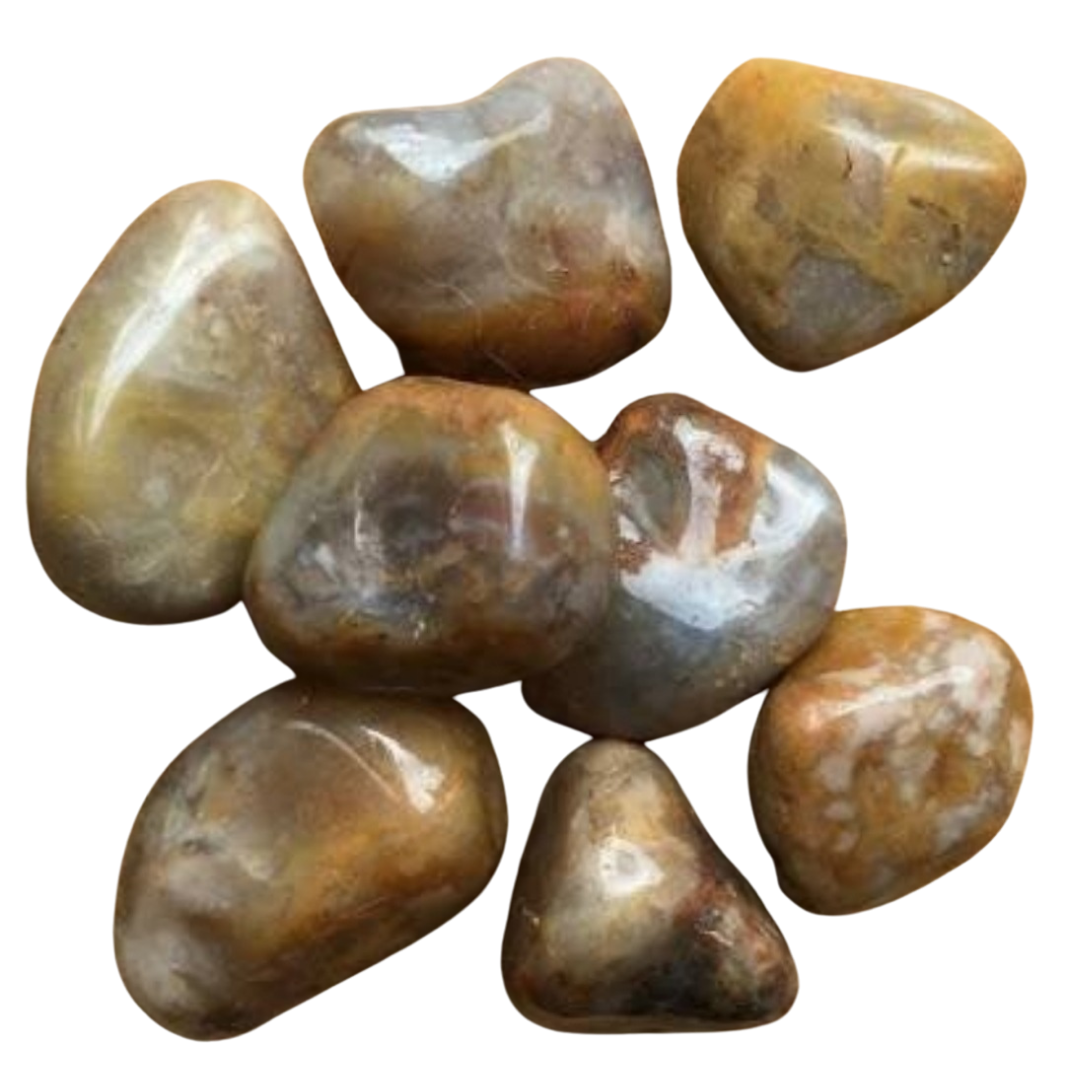COPROLITE FOSSIL DINOSAUR DUNG POOP ANCIENT