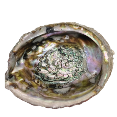 Paula Abalone Shell Haliotis Smudging Large 