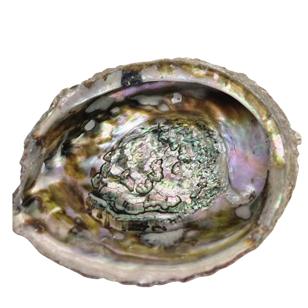 Paula Abalone Shell Haliotis Smudging Large 
