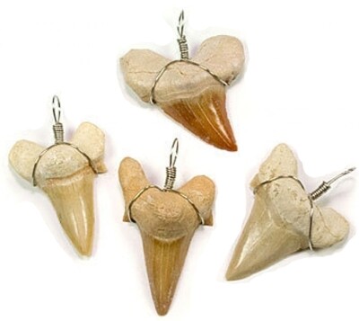 Fossilized Shark&#39;s teeth Pendant Necklace Wirewrapped 