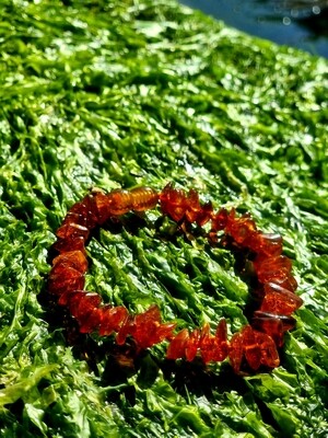 Amber bracelet Natural Baltic Amber Certified