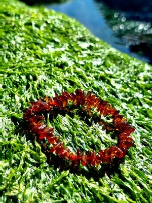 Amber bracelet Elastic (Natural, Certified)