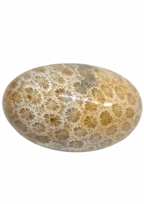 Natural Fossil Coralloid Aragonite Crystal Oval Shape Large, Morocco 