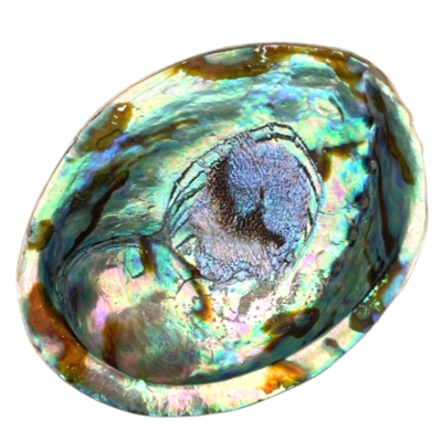 Abalone smudge shell Haliotis Fulgens A Quality Meauseum Quolity Large