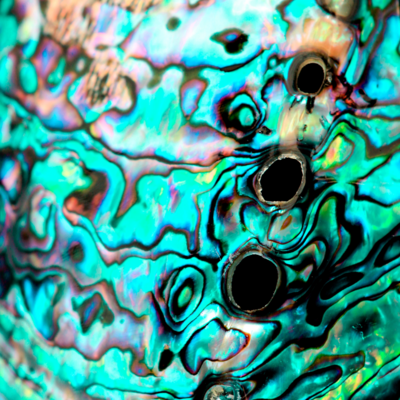 Abalone smudge shell Haliotis Fulgens A Quality Meauseum Quolity Large