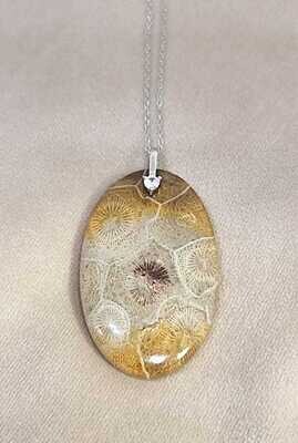 Fossil/Shell