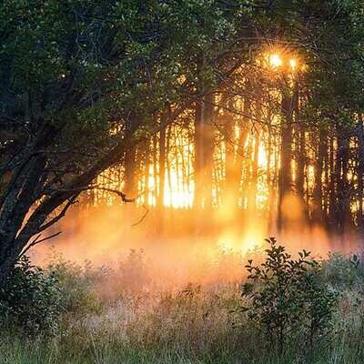 Greeting cards Forest sunset
